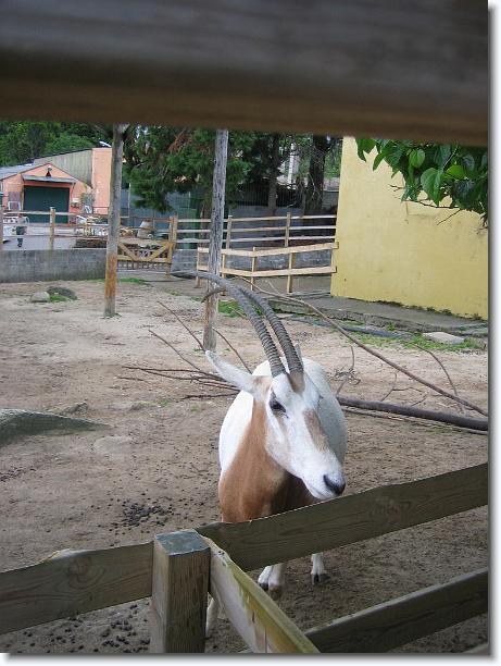 Diapositiva siguiente